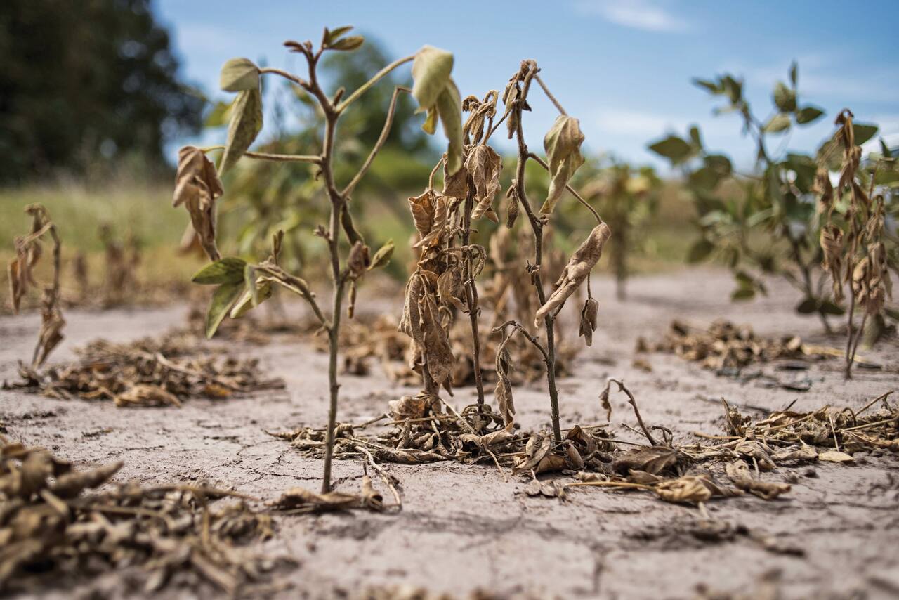 Sequía y ola de calor: recortan estimaciones para la cosecha de soja y maíz