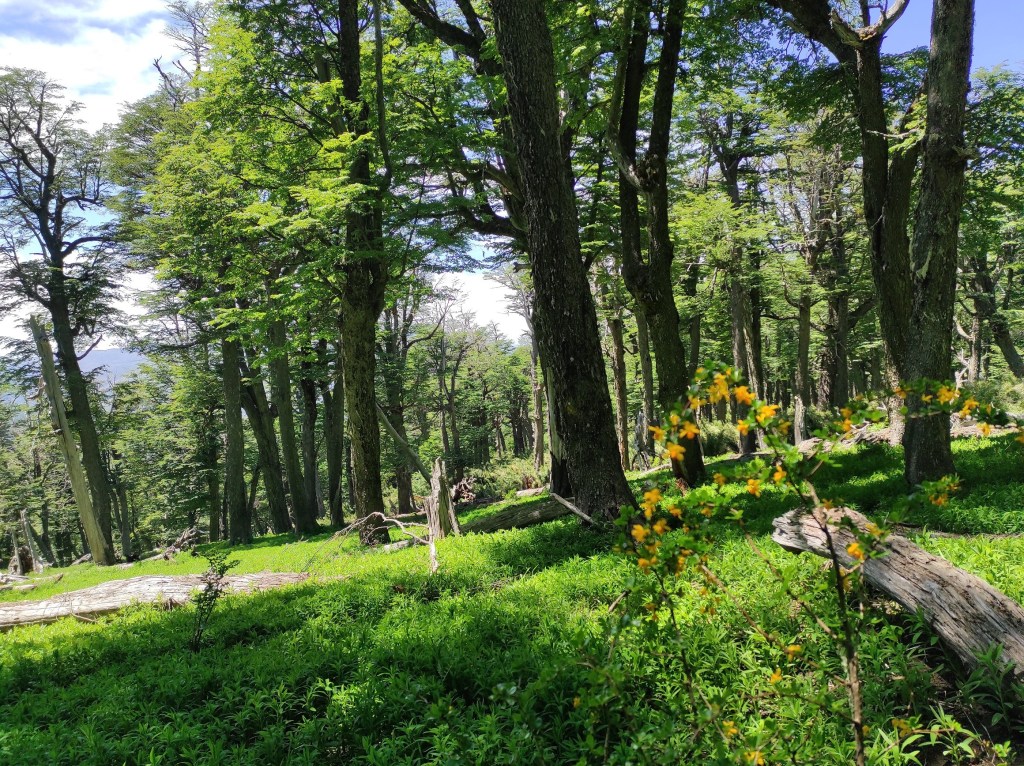 La importancia económica de los bosques